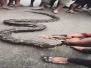 16 ft long Python rescued from Banki, was stuck in net in forest 16 ft Python rescued from Banki