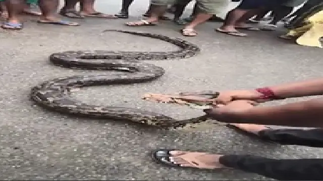 16 ft Python rescued from Banki 16 ft Python rescued from Banki