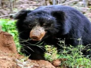 Bear terror in Koraput of Odisha, forest department team reaches villages Bear terror in Koraput