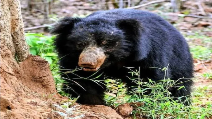 Bear terror in Koraput