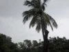 Fresh low pressure over Bay of Bengal, MeT Department predicts heavy rain in Odisha for next 3 days Fresh low pressure over Bay of Bengal