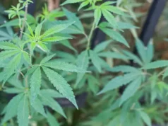 Ganja plantation in Odisha: Letter issued against cultivation of cannabis on Government land Ganja plantation in Odisha