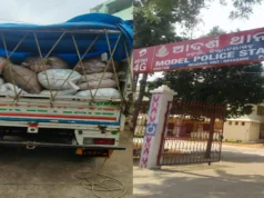 Liquor seized in Odagaon, accused detained and pickup van seized Liquor seized in odagaon