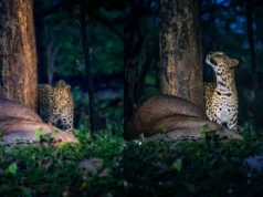 Leopard with her kill at Debrigarh Wildlife Sanctuary’s safari zone, PCCF shares X post Leopard with her kill at Debrigarh