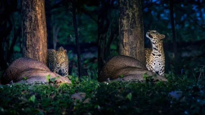 Leopard with her kill at Debrigarh Leopard with her kill at Debrigarh