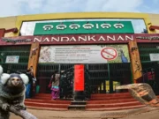 Snakebite in Nanadankanan zoo, rare pair of Marmorset monkeys killed Snakebite in Nanadankanan