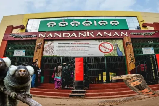 Snakebite in Nanadankanan zoo, rare pair of Marmorset monkeys killed Snakebite in Nanadankanan