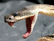 Student dies of snakebite in Bhadrak of Odisha, parents and school authorities grief stricken Student dies of snakebite