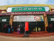 Tiger hunts deer in Nandankanan zoo, live video of the act goes viral Tiger hunts deer in Nandankanan