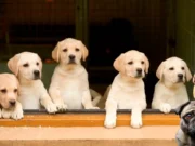 Keep pet dogs but with caution urges BMC Mayor Sulochana Das bmc mayor on pet dogs