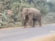 4 critical in wild elephant attack in Bolangir elephant attack in Bolangir