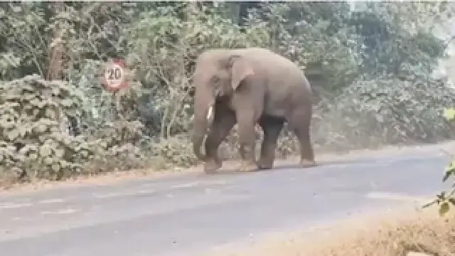 elephant attack in Bolangir elephant attack in Bolangir
