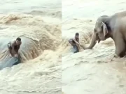 Elephant saves man from raging waters in unique display of kindness, video goes viral elephant saves man