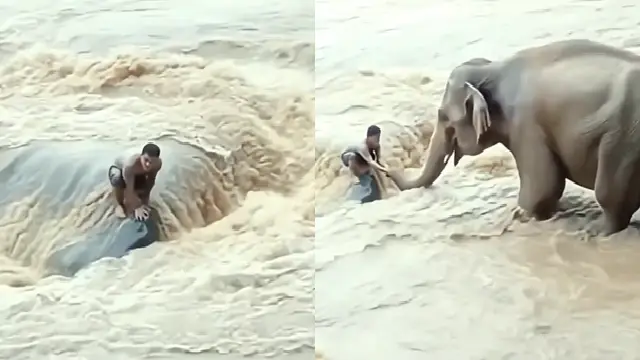 elephant saves man elephant saves man
