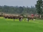 Elephants in Keonjhar of Odisha create several issues, people stage protest elephants in keonjhar
