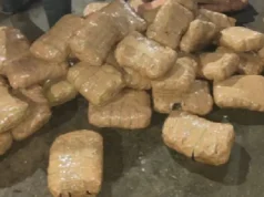 Ganja seized in Puri: Around one quintal of contraband found, two detained ganja seized in malkangiri