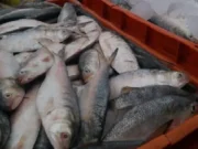 Huge amount of Hilsa caught in Odisha, fish traders’ joy knows no bounds hilsa caught in Odisha