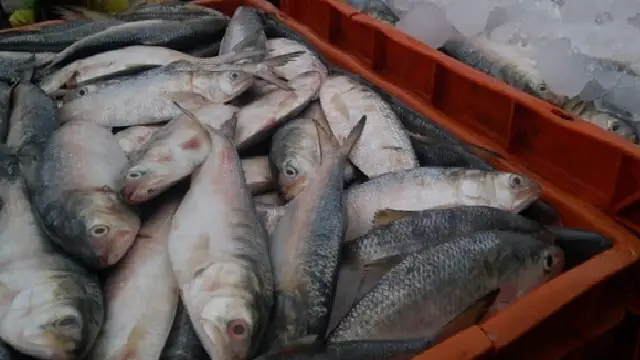 hilsa caught in Odisha hilsa caught in Odisha