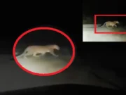 Leopard spotted in Nuapada, locals panic stricken leopard spotted in Nuapada