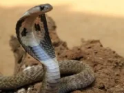 Man bites cobra to death in Jharsuguda, shocks doctors and locals man bites cobra
