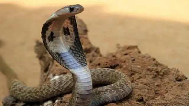 man bites cobra man bites cobra