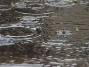 Heavy to very heavy rain alert issued in Odisha for next 24 hours: IMD