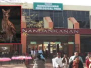 Red Kangaroo in Nandankanan Zoo soon along with several other exotic animals red kangaroo in nandankanan