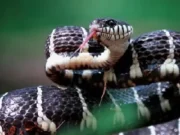 Snakebite deaths in Gajapati, boy and mother breath their last snakebite deaths in gajapati