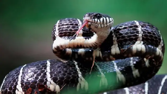 snakebite deaths in gajapati snakebite deaths in gajapati