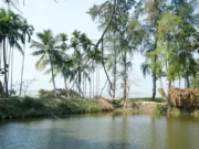 Woman drowns in pond in Koraput of Odisha, pall of gloom descends on village woman drowns in pond