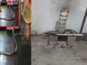 12-foot king cobra found inside Odisha temple, priest informs snake helpline 12-foot king cobra found inside Odisha temple
