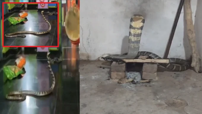 12-foot cobra found inside Odisha temple 12-foot king cobra found inside Odisha temple