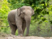 Elephant spotted in Bhubaneswar city, locals in a state of panic Elephant spotted in Bhubaneswar