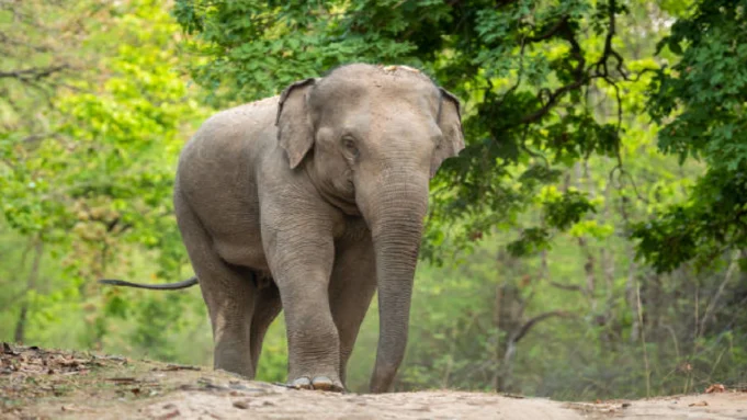Elephant spotted in Bhubaneswar Elephant spotted in Bhubaneswar
