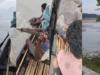 Fishermen rescue newborn elephant calf from river, video goes viral Fishermen rescue newborn elephant