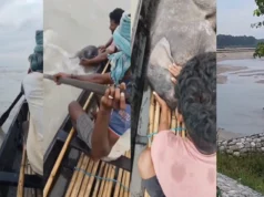 Fishermen rescue newborn elephant calf from river, video goes viral Fishermen rescue newborn elephant