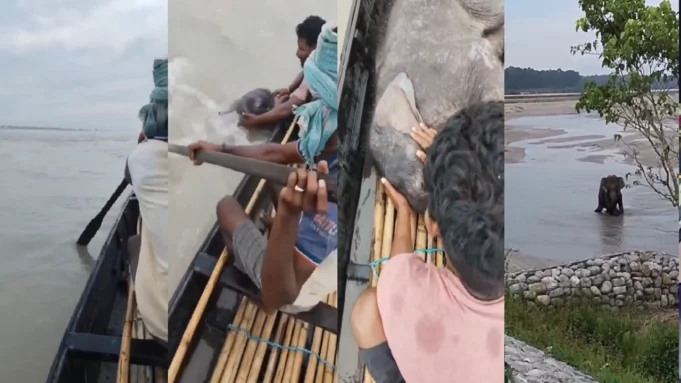 Fishermen rescue newborn elephant Fishermen rescue newborn elephant