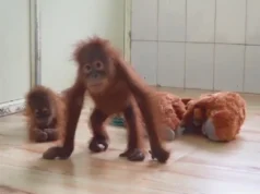 Orangutans in Odisha: 3 people detained from a hotel by STF Orangutans in Odisha