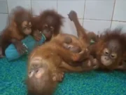 5 rare Orangutans found in Odisha, sent to Nandankanan Orangutans found in Odisha