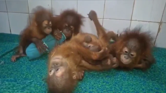 Orangutans found in Odisha Orangutans found in Odisha