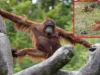 Mystery about orangutans is all set to unraveled, black Thar being tracked Orangutans spotted in Balasore