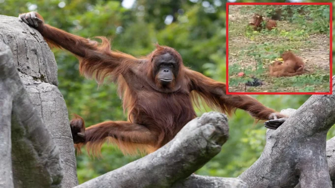 Orangutans spotted in Balasore Orangutans spotted in Balasore