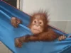 Rescued Orangutans at Nandankanan: One of them develops a fever Rescued Orangutans