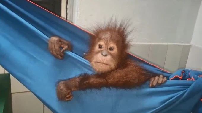 Rescued Orangutans Rescued Orangutans