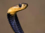 Snake bites man in Udala, he reaches hospital with the snake in a packet Udala man reaches hospital with snake