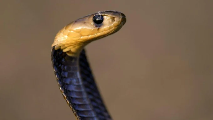 Udala man reaches hospital with snake Udala man reaches hospital with snake