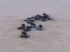 Herd of buffaloes swept away in Mahanadi river near Cuttack in Odisha buffaloes swept away in mahanadi river