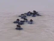 Herd of buffaloes swept away in Mahanadi river near Cuttack in Odisha buffaloes swept away in mahanadi river