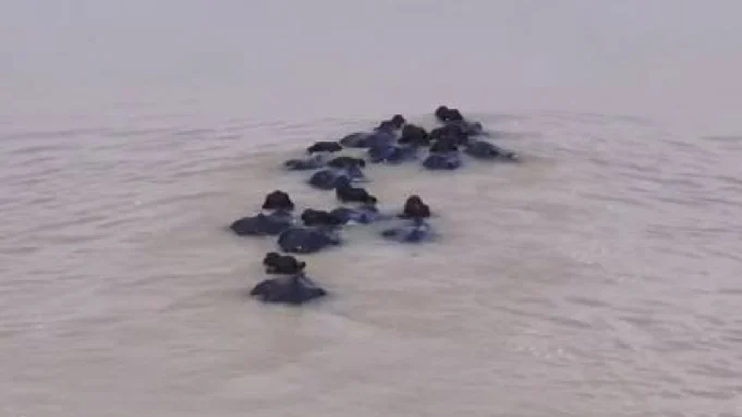 buffaloes swept away in mahanadi river buffaloes swept away in mahanadi river