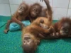 5-member expert committee appointed for care of rescued Orangutans in Odisha care of rescued Orangutans